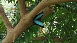 Ein blauer Schmetterling auf dem Baum