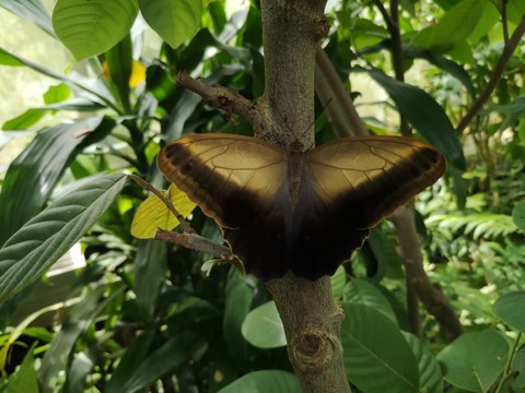 A butterfly stops on the tree