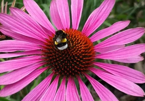 Eine Biene bleibt auf einer roten Blume stehen