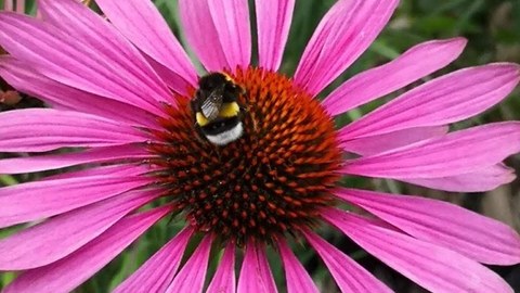 Eine Biene bleibt auf einer roten Blume stehen