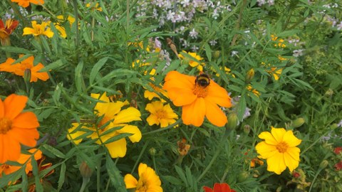 Verschiedene Arten von Blumen und eine Biene, die sich darauf niederlässt