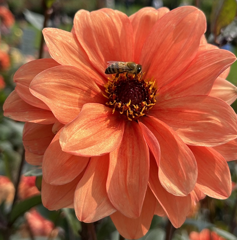 Eine Biene, die auf einer orangefarbenen Dahlie stehen bleibt