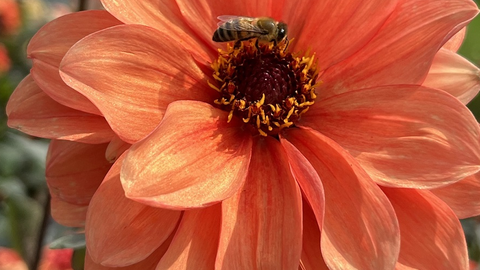 Eine Biene, die auf einer orangefarbenen Dahlie stehen bleibt