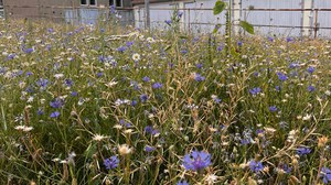 Flower meadow at TU Dresden