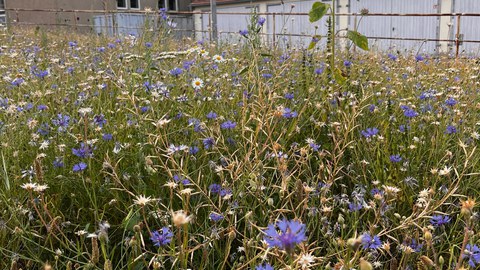 Blumenwiese an der TU Dresden