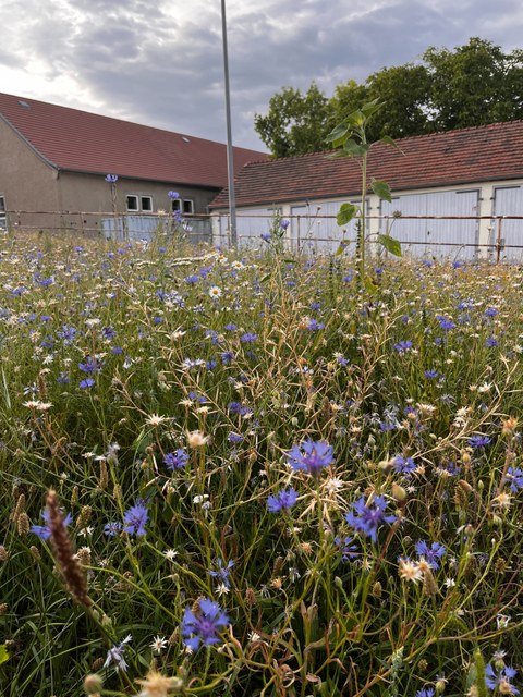 Flower meadow at TU Dresden