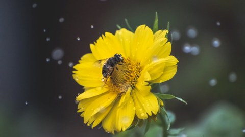 A bee stopping on the yellow flower