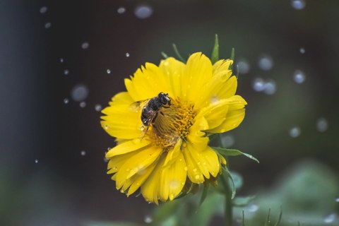A bee stopping on the yellow flower