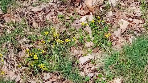 Wildflowers in the field