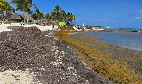 Projekt MAYA-CO2-Strand in Yucatán, Mexiko