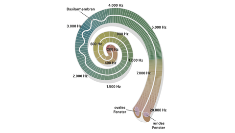 Cochlea
