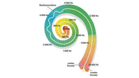 Cochlea