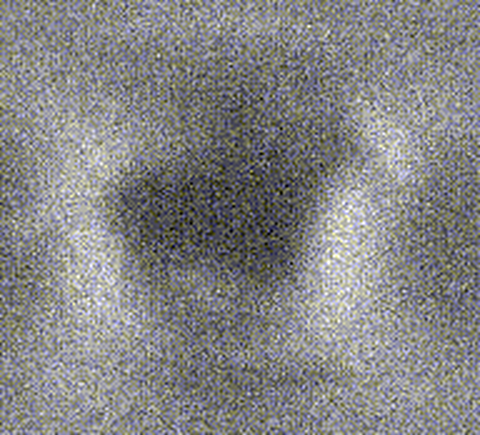 Quantum Horses.gif