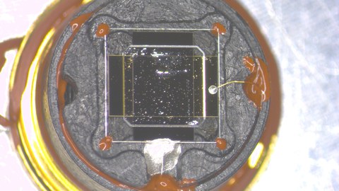 Ein pyroelektrischer Infrarotchip, welcher auf einem goldenen runden Sockel sitzt. Die Elektrischen Kontakte (silber) zum Aktiven material (schwarz) sind in der Mitte zu erkennen.