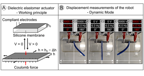 Dielektrische Elastomeraktoren (DEAs)_Markus Franke 