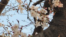 Grimm_Korea_Bild
