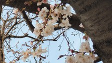 Grimm_Korea_Bild