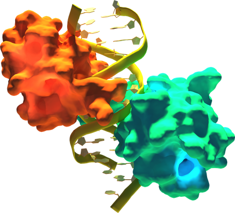 "Molekulares Modell der Interaktion zwischen Protein und DNA"