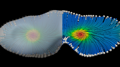 3D Simulation eines aktiven Materials in einer geometrischen Form, die einer sich teilenden Zelle ähnelt.