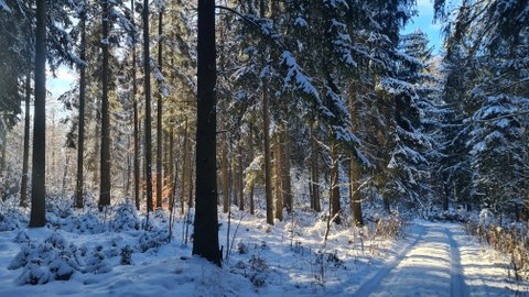 Tharandter Wald im Winter
