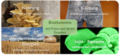 Einsatz von Pilzen und ihrer Inhaltsstoffe für eine nachhaltige, biobasierte Wirtschaft im Sinne der Bioökonomie