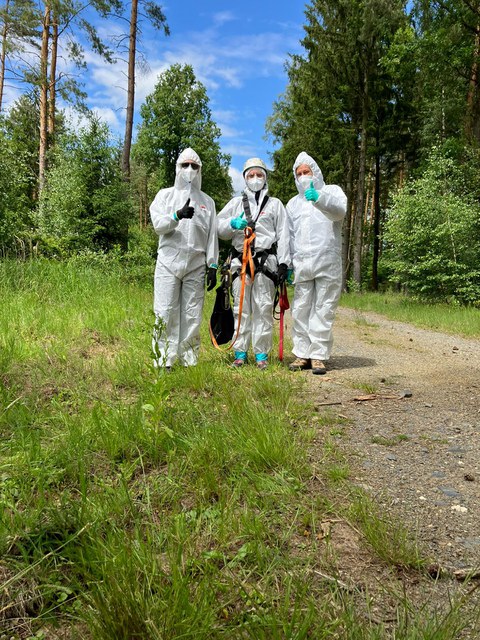 Versuche in einem befallenen Eichenbestand in besonderer Schutzkleidung 
