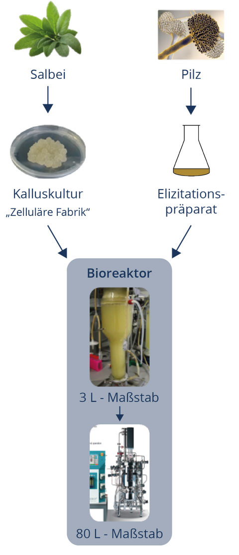 schubild Prozess SchuPlaHolz