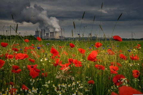 Klatschmohn vor rauchendem Kraftwerk