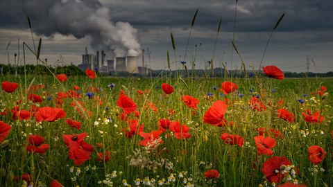 Klatschmohn vor rauchendem Kraftwerk