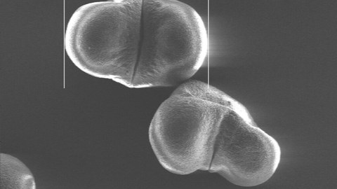 Pollen