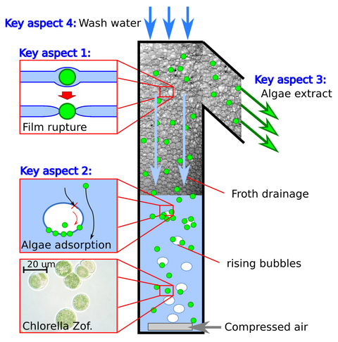 Algae Flotation