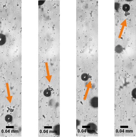 Attachment of algal agglomerate at microbubble surface