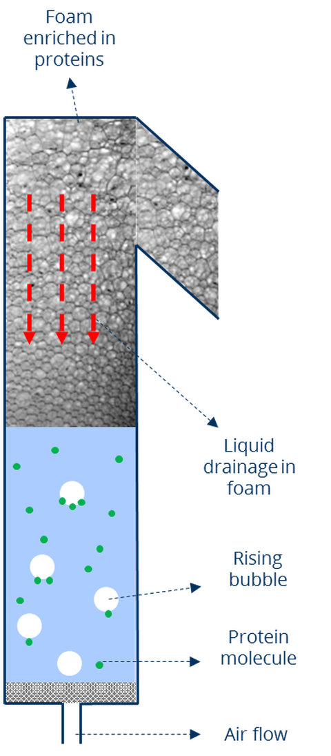 Protein separation by foam flotation