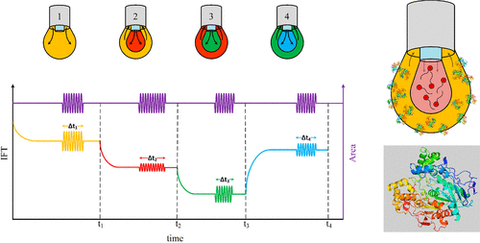 Protein-surfactant competitive adsorption