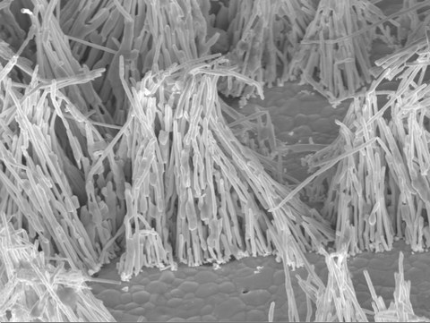 FESEM-Bild von elektrochemisch erzeugten Zinn-Nanostrukturen.