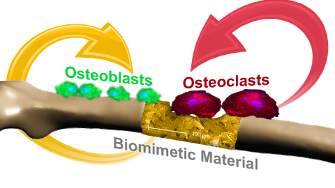 Bioresponsive Materialsysteme