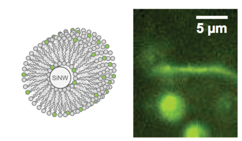 Image of High yield formation of lipid bilayer shells around silicon nanowires in aqueous solutions