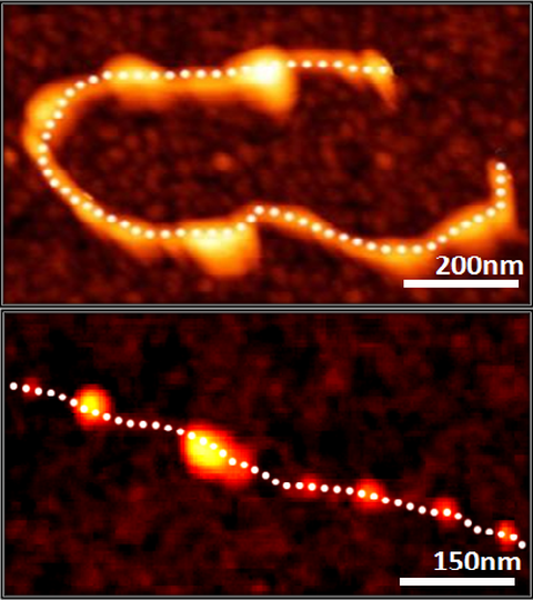 Image of Bio-functionalization of multi-walled carbon nanotubes