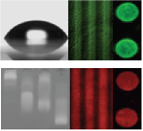 Image of Strukturierte biochemische Funktionalisierung von SiO2 Sensoroberflächen zur optischen Detektion verschiedener Analytkonzentrationen