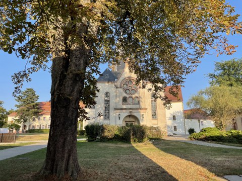 Bild einer Kirche, davor ein Baum.