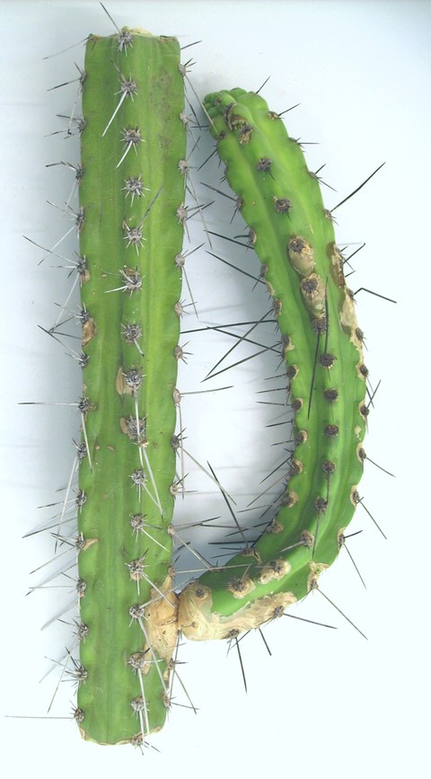 Fotografie eines Kaktusarmes.