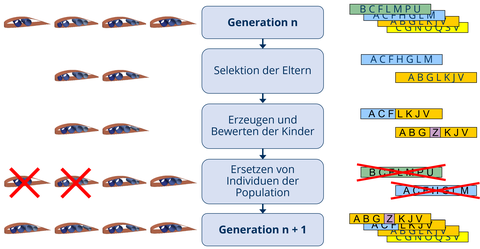 Schematische Darstellung der in GEOpS² genutzten Evolutionären Algorithmen zur numerischen Optimierung
