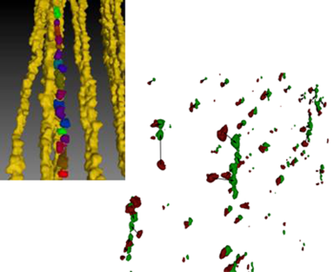 Röntgentomographische Aufnahme magnetischer Partikel in einem anisotropen magnetischen Elastomer (oben) und Positionsänderungen magnetischer Partikel in einem isotropen Elastomer zur Bildung von Ketten unter Feldeinfluß (unten). 