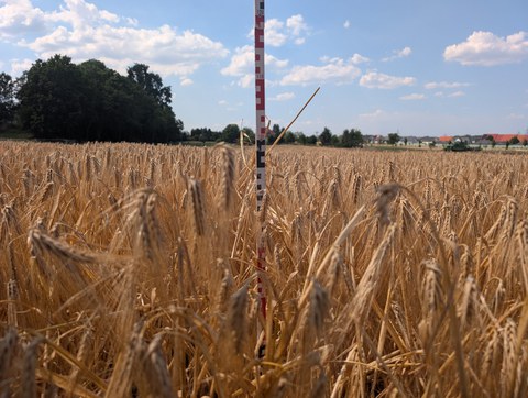 Messung in Getreidefeld
