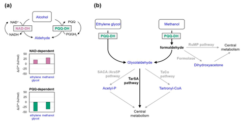 Bacterial metabolic pathways for alcohol assimilation proceed through dehydrogenases.