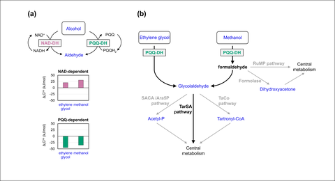 Bacterial metabolic pathways for alcohol assimilation proceed through dehydrogenases.