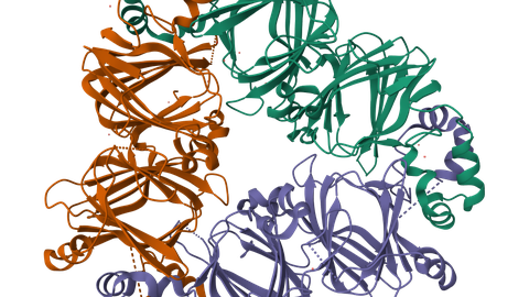 Struktur des Proteins Vicilin