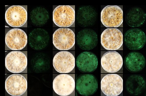 Das Bild zeigt Petrischalen mit dem biolumineszenten Pilz Panellus stipticus auf verschiedenen Substraten bei Tag und bei Nacht