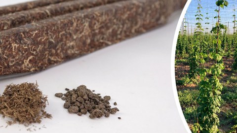Das Bild zeigt eine Hopfenpflanze und Hopfen als Compound und Bauteil