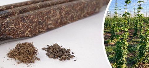 Das Bild zeigt eine Hopfenpflanze und Hopfen als Compound und Bauteil